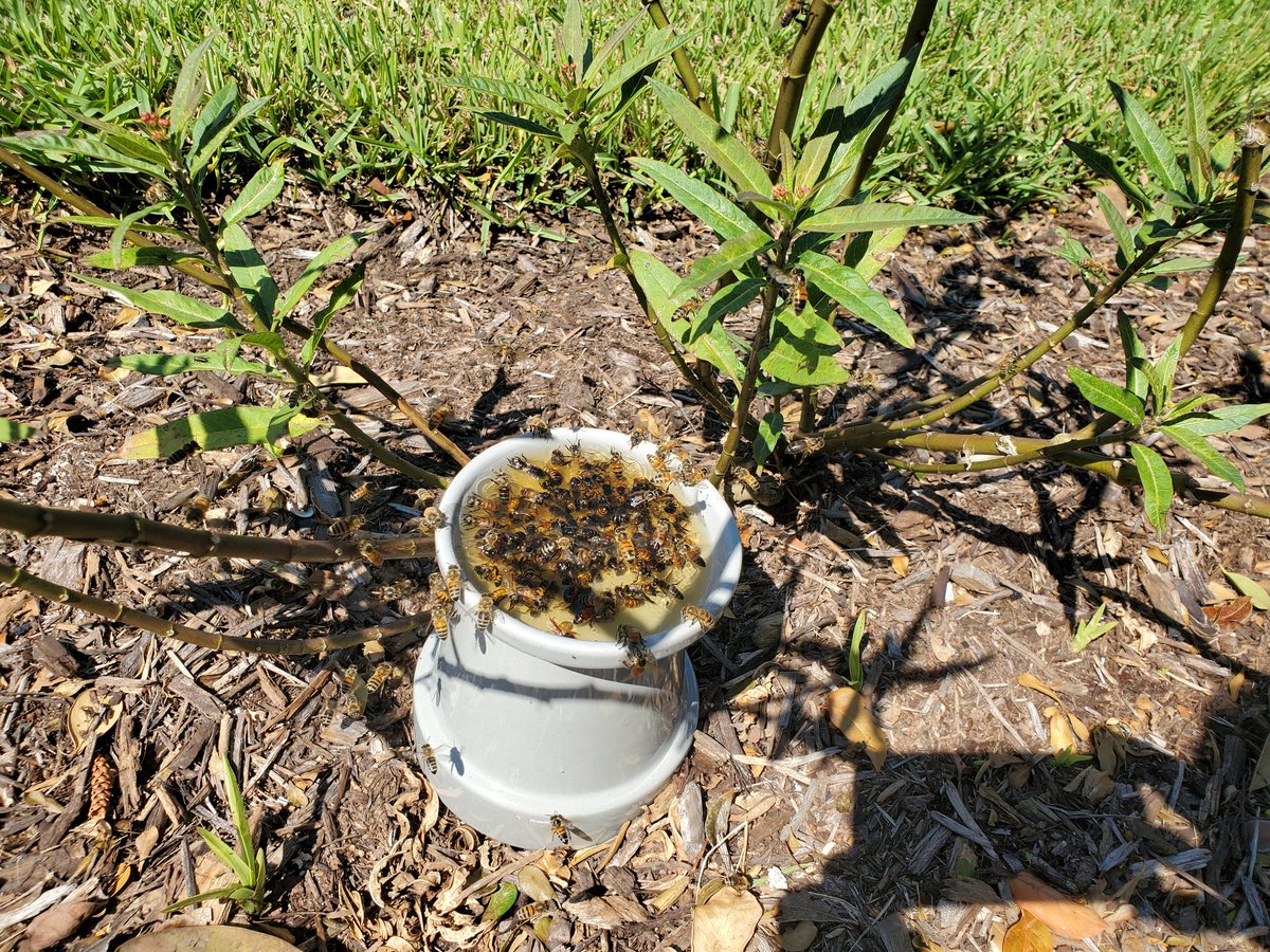 catperson8's tweet image. #PGStrong
#PuntaGorda
#floridahurricane
#Ian
Bees and butterflies have lost their food (flowers). To make nectar, 1 part honey, 9 parts water. Beware...brings lots of bees.