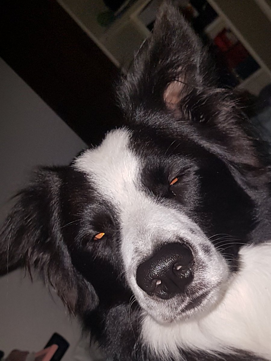 Chiara_Steel's tweet photo. 🐶: Mi stai dicendo che devo fare anche altre attività, oltre a correre dietro alle #pecore ?
#sheepdog #bordercollie #dogsoftwitter #Dog https://t.co/9hszbpb6F3