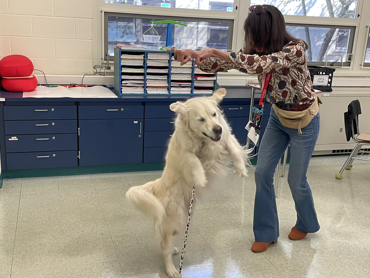 RFIShuskies's tweet photo. One word…BEAMER!! Year 4 with our Therapy Dog and his handler Ms. Donna. He is back and ready to spread laughs, calm & ♥️! #rfis #HuskyPride @FlemRarSchools https://t.co/t5zEbCimBi
