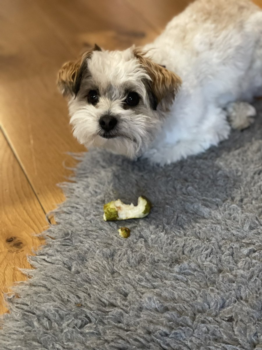 This is the face of a 🐶 who has spent the last few mins eating (possibly) fermented pears 🍐!! #friYEY
