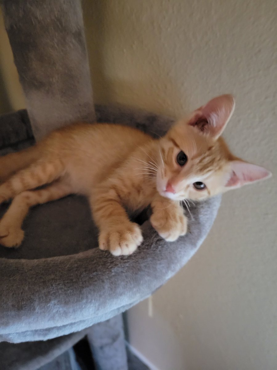 loserimacritic's tweet photo. @feederofcats This is Jack-o-Lantern he's 7 weeks old. Him, Pumpkin Spice and Nutmeg are destroying my apartment. Daily. https://t.co/0OfkaK7yiL
