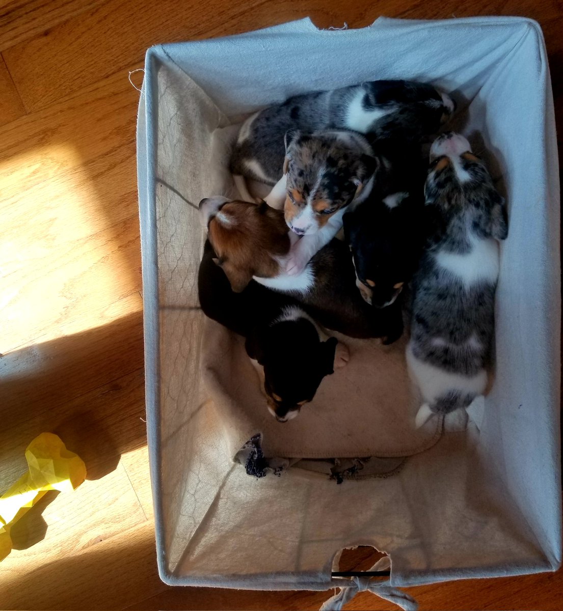 BeaglesCourt's tweet photo. There are 6 puppies, 4 weeks old in this basket.  Including basket weight is 10.5 lbs.  These babies will be small. Find them at https://t.co/iYNWpnGAyU @beaglefacts #minibeagle #tinybeagle #cutepuppies #pocketbeaglepuppies @queensbeagle https://t.co/PVBQkzXGyI