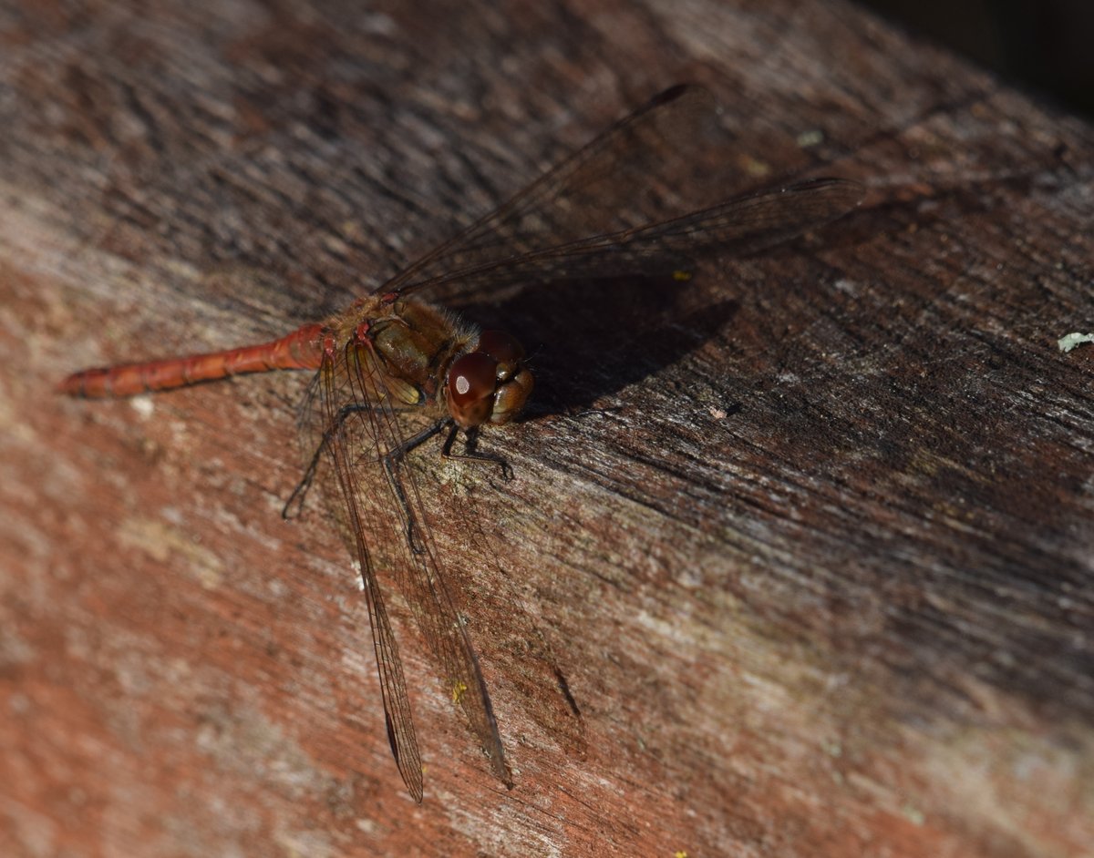 North Cave Wetlands (@northcavewet) on Twitter photo Still a few Willow emerald damselflies about, but also about 20 Common darters by the Butterfly walk <a href="/BDSYorkshire/">York. Dragonfly Grp.</a> Still a few Willow emerald damselflies about, but also about 20 Common darters by the Butterfly walk <a href="/BDSYorkshire/">York. Dragonfly Grp.</a>