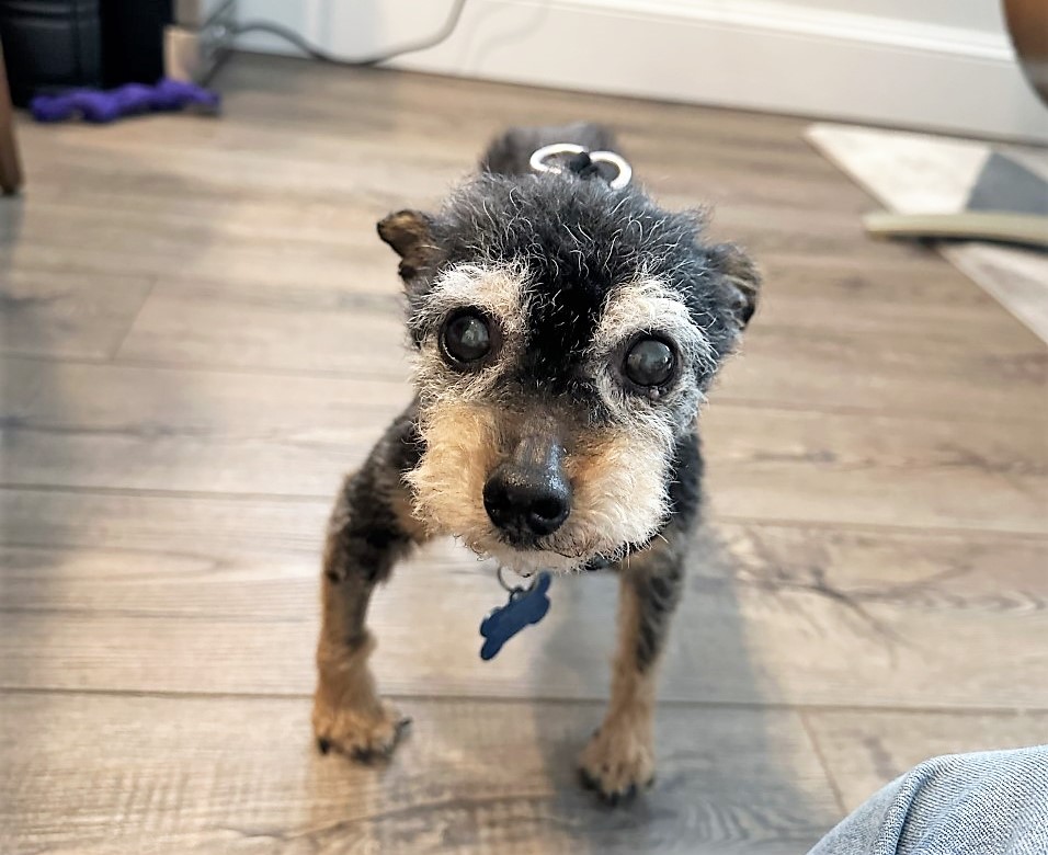 Meet Laser, he is #laserfocused on getting a #foreverhome! What a cute little #Terrier mix he is! Found as a stray, #MontereyCounty Animal Services got him to Muttville and we know he will be #adopted in a nanosecond! ❤️‍🔥#AdoptDontShop