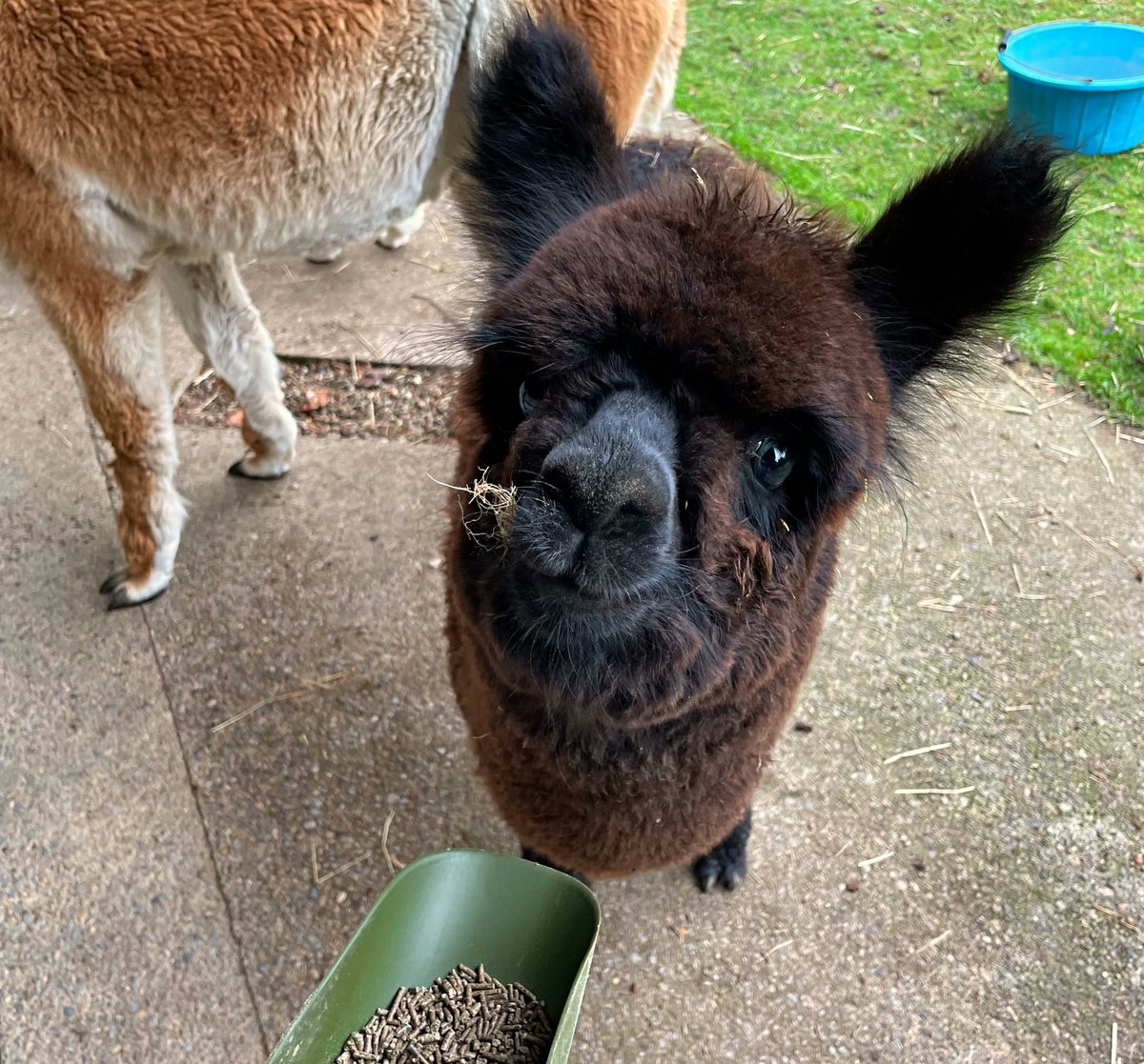 beaconalpacas's tweet photo. HP (Harold Percival) is just TOO MUCH to handle! ๐ฅบ๐ฆ
https://t.co/1ZLwiXrEZr
#alpaca #beaconalpacas #alpacatrekking #alpacafarm #alpacasofinstagram #alpacasofig #floofsofinstagram #alpacalove #camelids #surialpaca #huacayaalpaca #alpacapals #babyalpaca #cria https://t.co/RMJbUa3PSm
