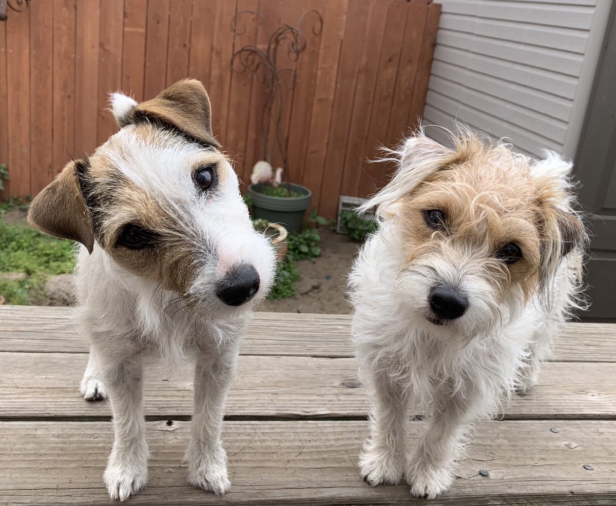 cc__hart's tweet photo. I had a fabulous coaching session today with .@CaitlinKellyNYC! I’m thrilled to have a fresh ideas for my essay about #synesthesia and I have helpful suggestions to implement. And these two crashed our workshop 🐶🐶 https://t.co/lPJZRskFZ9