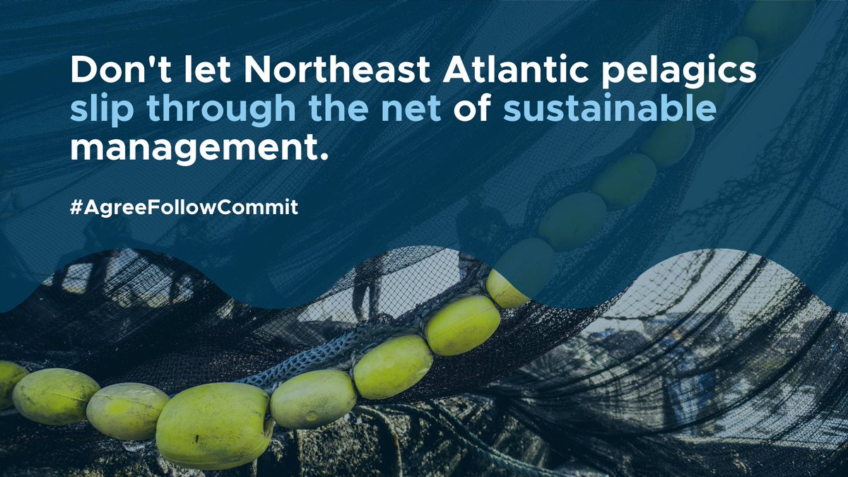 MSCintheUK's tweet photo. NE Atlantic mackerel, herring & blue whiting are slipping through the net of #sustainable management. In order to preserve this rich ecosystem & ensure these stocks can be fished for generations to come, decision-makers must #AgreeFollowCommit. @NAPAfisheries https://t.co/rXItwF2ZA6