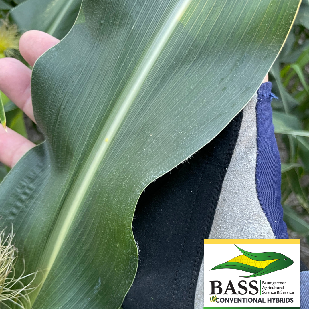 With dark green, wide leaves, Vanessa is a rare hybrid that adapts to extremes in environments, which is why it performs so well in the tough conditions of the Dakotas. Here’s how Vanessa held up in Wessington Springs, SD this season! Learn more: basshybrids.com/bass-hybrid-va…