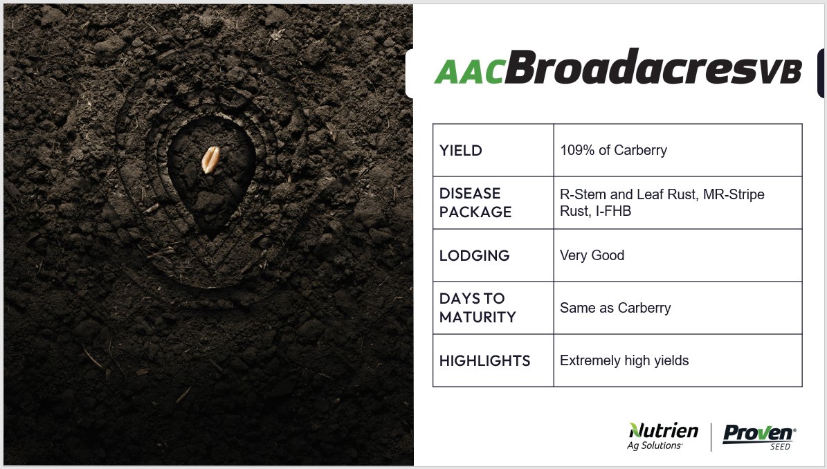 ProvenSeed's tweet photo. AAC Broadacres VB is a new midge-tolerant wheat for 2023. It's our highest yielding variety paired with excellent standability. Available exclusively at @NutrienAgCDA. #westcdnag https://t.co/EiPs3xQI2x