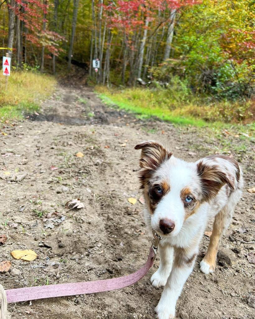 Forced @littleloretta_theaussie into her first @gncc_racing trail ride… After a little bit of squirming and wanting to jump off the quad, she realized it was pretty fun and settled in. Next up we’ll try a motorcycle… eventually. 
•
•
•
#GNCC #GNC… instagr.am/p/Cja5gEzOkY1/
