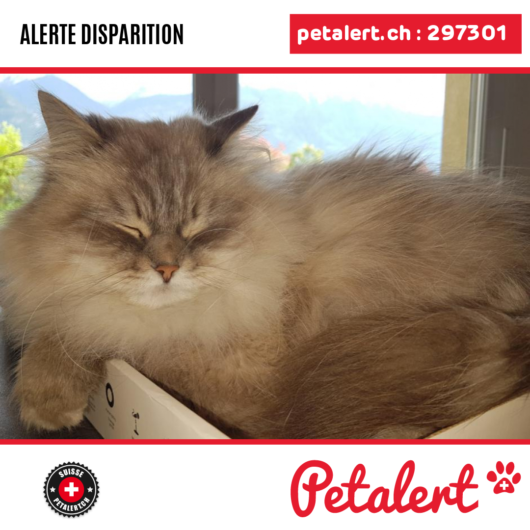 petalert_suisse's tweet photo. Disparu #Chat #Valais #Chamoson #Petalert  #PetAlertVS / https://t.co/JPMf4o7Jyc https://t.co/ugbVxiE6ph