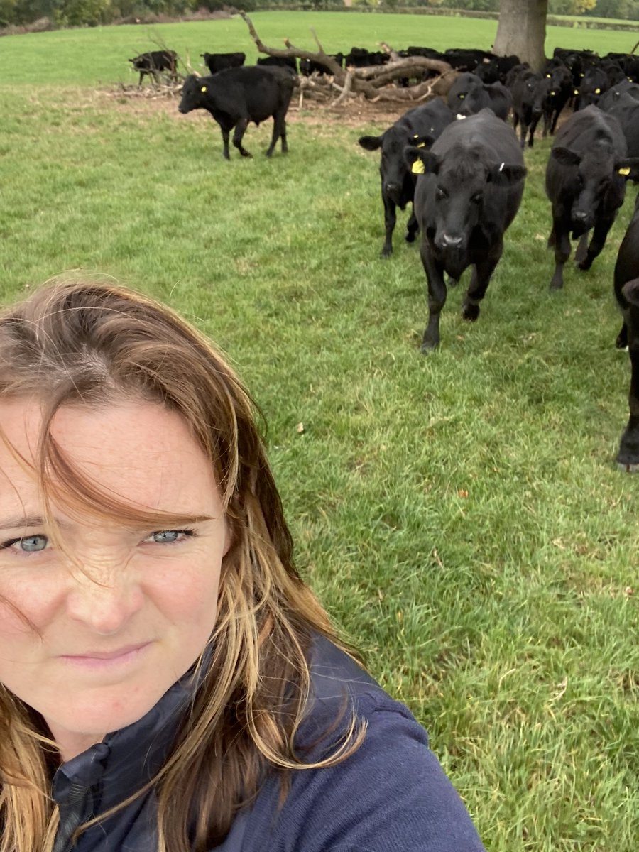 allaboutthecows's tweet photo. Do you ever feel like you’re being followed? #cheekyangus #grassfedbeef https://t.co/ldCbNZ52sb