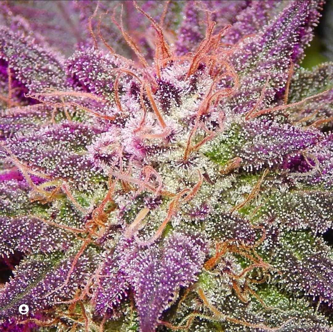 A beautiful close up shot of my Berry Poppins from 2020!

Want to grow this strain yourself? Check out greenhandshop.org for all the fire from <a href="/GHGenetics/">Greenhand Genetics</a> and use my code MedicalGoodness for 15% your entire order!

#medicalgoodnessgrown #greengandgenetics #cannabis