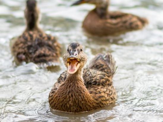 3, 2, 1, FIRE-E-E!!!🔥🔥🔥🥷🦆
#fire #war #ducks