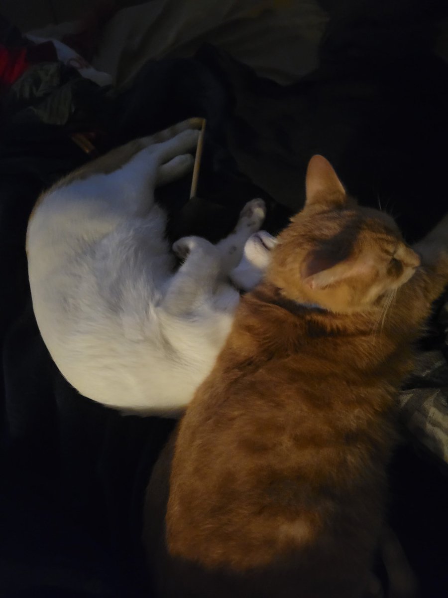 Redtentlife's tweet photo. Kitty love. 😺 it took about 2 weeks for them to lay down together ❤️ https://t.co/nt11AxkeuV