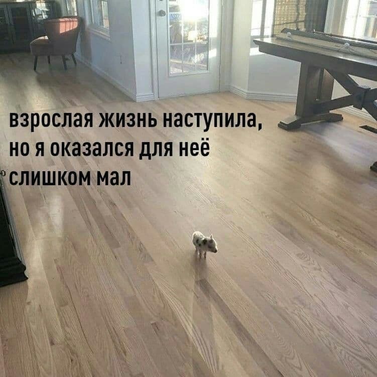 RussianMemesLtd's tweet photo. Big days of my adult life have come
But apparently I'm too small for it https://t.co/owEV2Ub85i