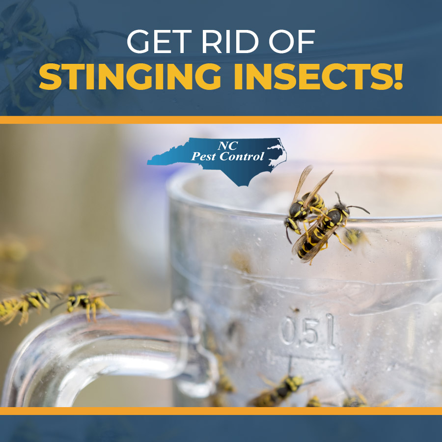 We can help you get rid of stinging insects in your yard. For more info, contact us!  ow.ly/PSkJ50KF8gx