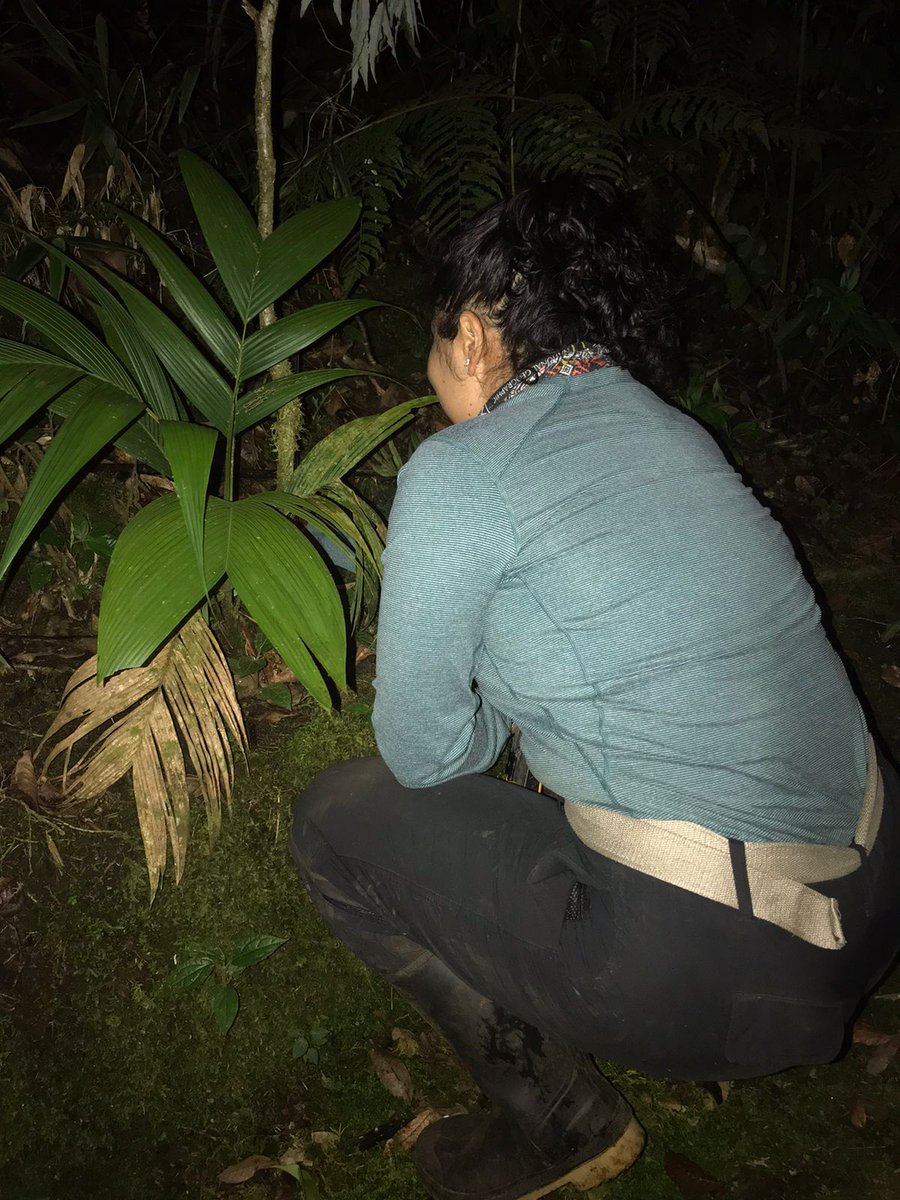 #iamabiologist working for amphibian conservation in Guatemala. With @EDGEofExistence I am searching for an amazing salamander species and the threats to its conservation present in cloud forests. 🐸