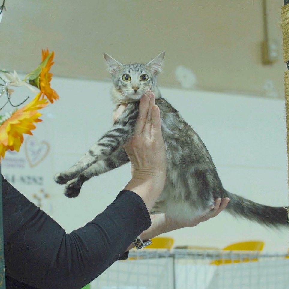 It’s Friday!! Still time to buy tickets to the screening of Catwalk 2: The Comeback Cats at the Forest City Film Festival and Portland Film Festival! 😻