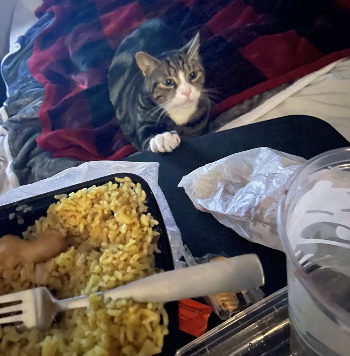 Hope_4_MS's tweet photo. Oliver’s diet is going well. Except the fact he wouldn’t stop trying to grab my sweet N sour chicken last night lol #CatsOfTwitter #CatsOnTwitter #temptation #CatsLover #catstagram https://t.co/kEsai3y3sX