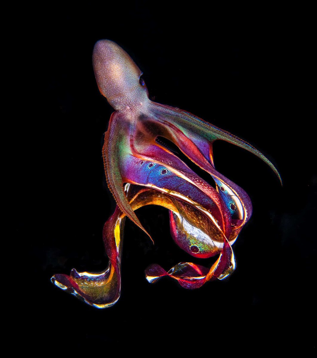 144Kin's tweet photo. Gm 🐙

I'd like to introduce you to my highly intelligent friend, Rainbow Blanket Cephalopoda [a.k.a. Superhero]🌈✨Learn more about her via OctoNation ➡️➡️➡️ 7 Fun Facts: https://t.co/A8QBg4zB31 #Cephalopoda #OceanLife #Octopus #FunFacts #FridaywithFriends #HappyFriday https://t.co/vEy1D0BOYw
