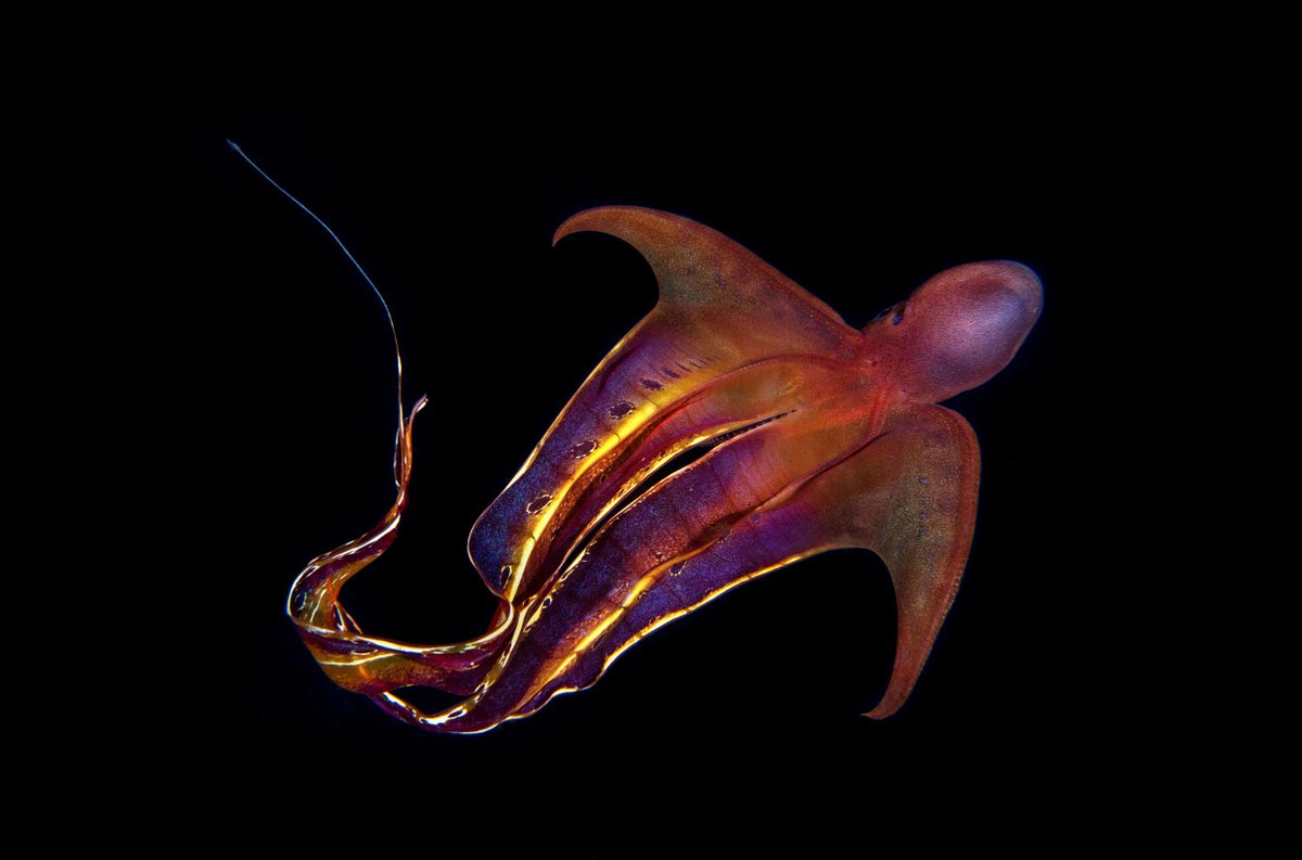 144Kin's tweet photo. Gm 🐙

I'd like to introduce you to my highly intelligent friend, Rainbow Blanket Cephalopoda [a.k.a. Superhero]🌈✨Learn more about her via OctoNation ➡️➡️➡️ 7 Fun Facts: https://t.co/A8QBg4zB31 #Cephalopoda #OceanLife #Octopus #FunFacts #FridaywithFriends #HappyFriday https://t.co/vEy1D0BOYw