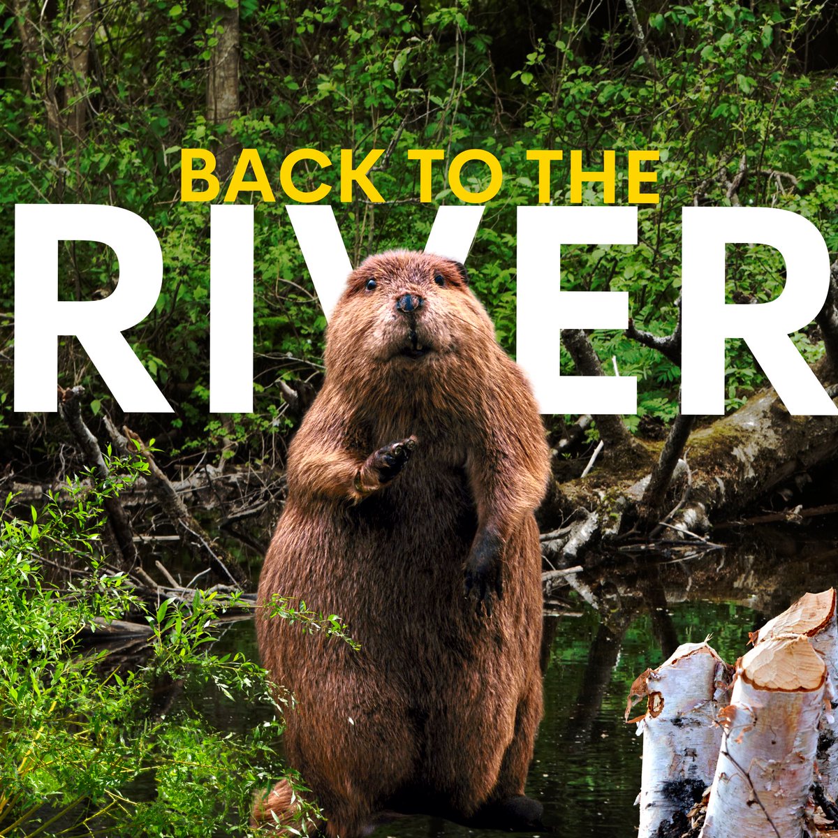 New video!
Story of how beavers returned to Devon - youtu.be/CKr0vYnIJs0