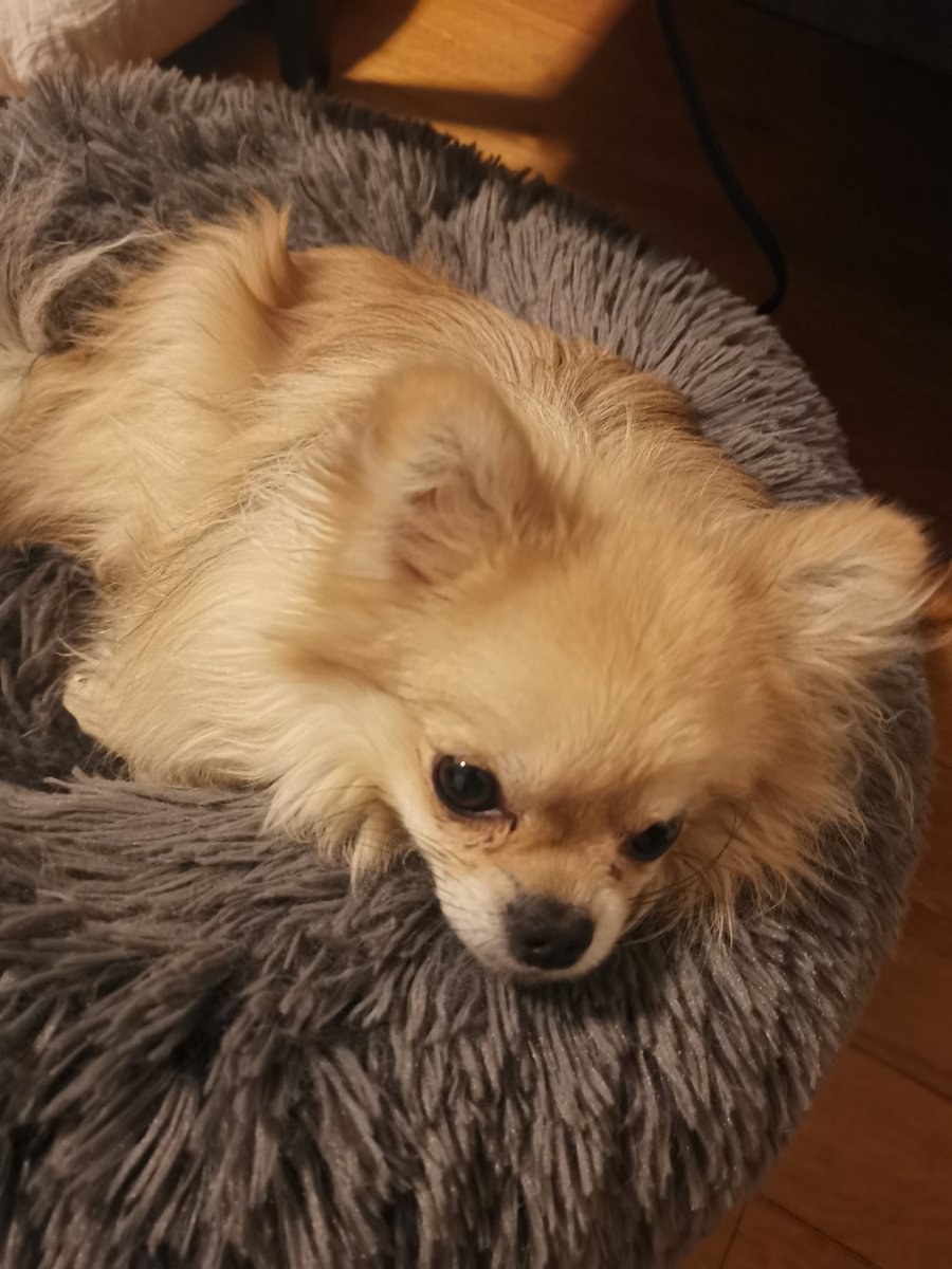 I have had this little fella for 2 years now. Thanks for making my life so much better.