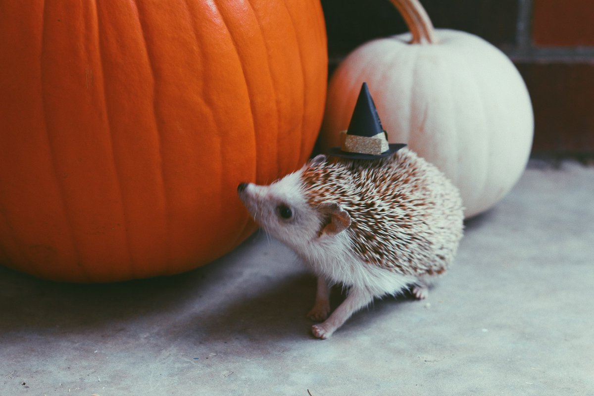 veronicaporlier's tweet photo. i totally forgot that i did a Halloween photoshoot for my hedgehog in 2017 😭🎃 https://t.co/gAMTIJ70S9