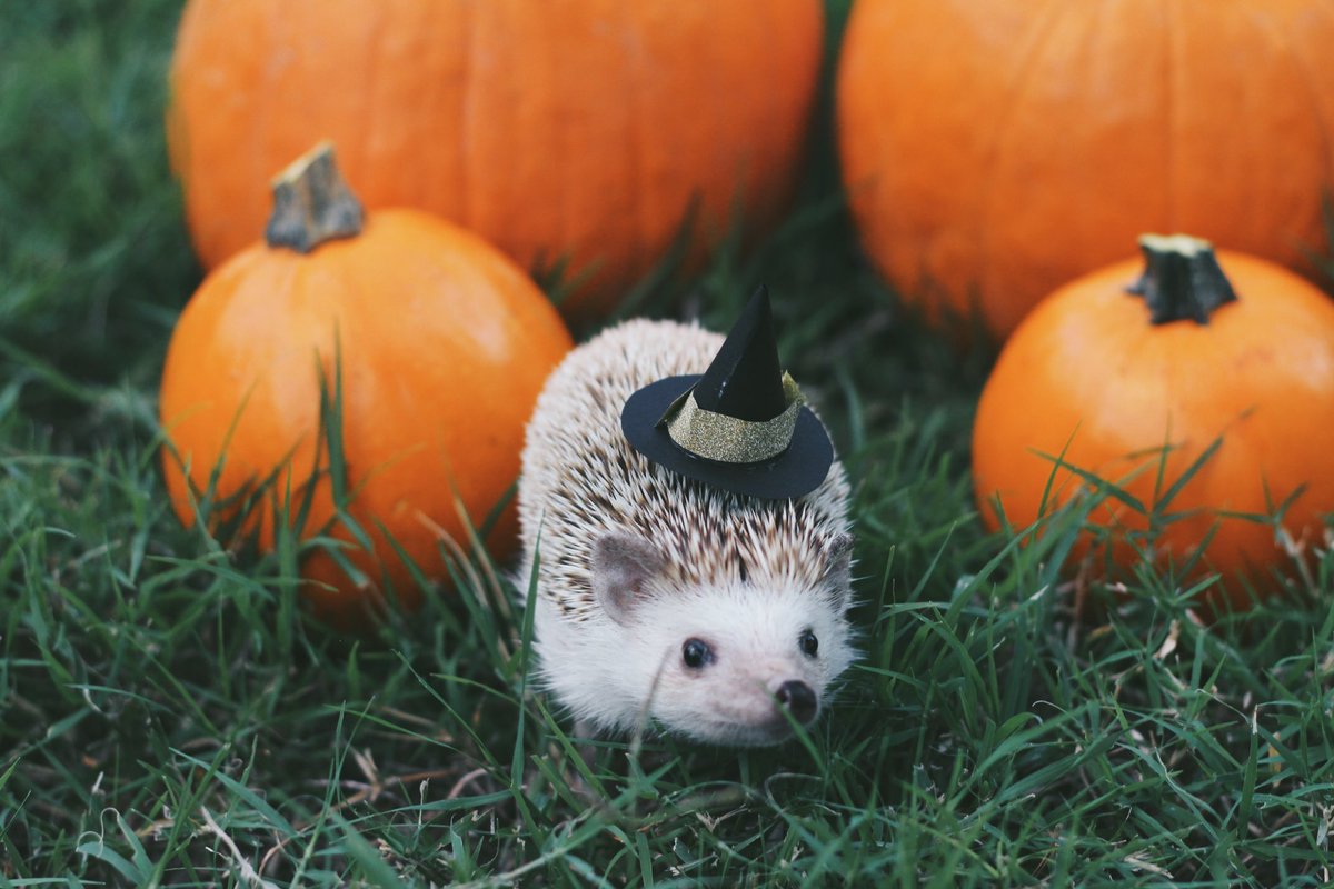 veronicaporlier's tweet photo. i totally forgot that i did a Halloween photoshoot for my hedgehog in 2017 😭🎃 https://t.co/gAMTIJ70S9