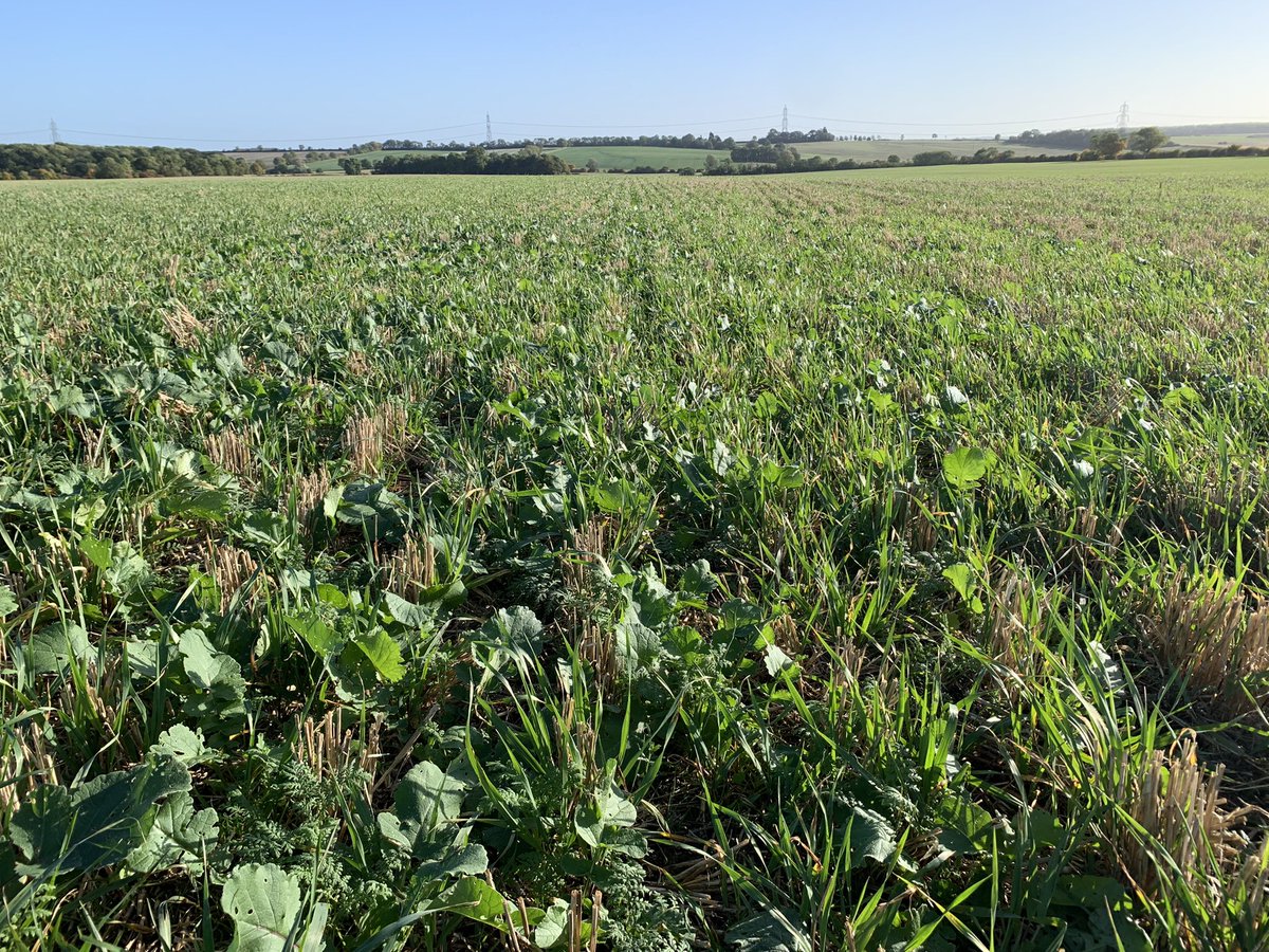 Tom Olivant tweet media