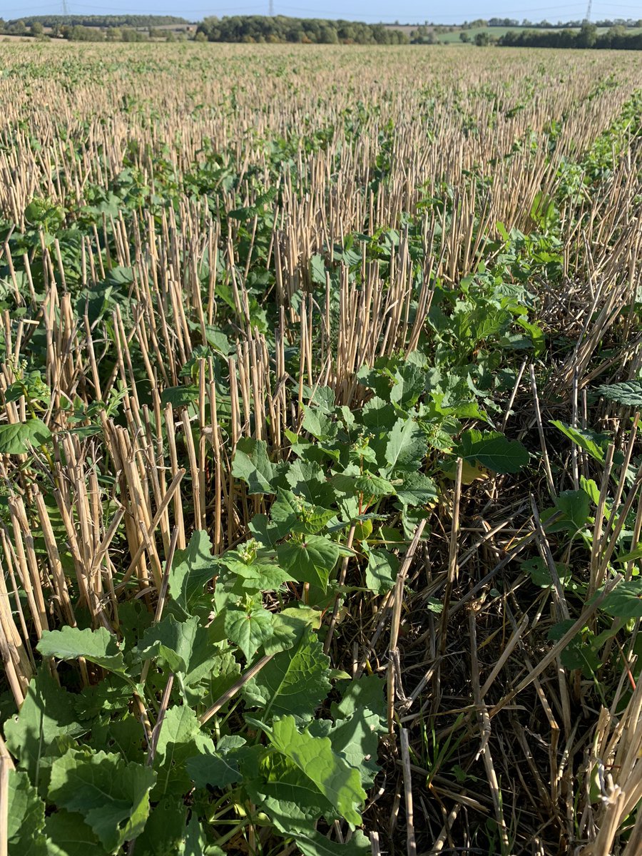 Tom Olivant tweet media