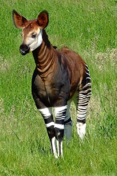 African Hub on X: The Okapi💕This animal is strange and rare at the same  time, it is from the giraffe family. His body combines three animals: the  head of a giraffe, the
