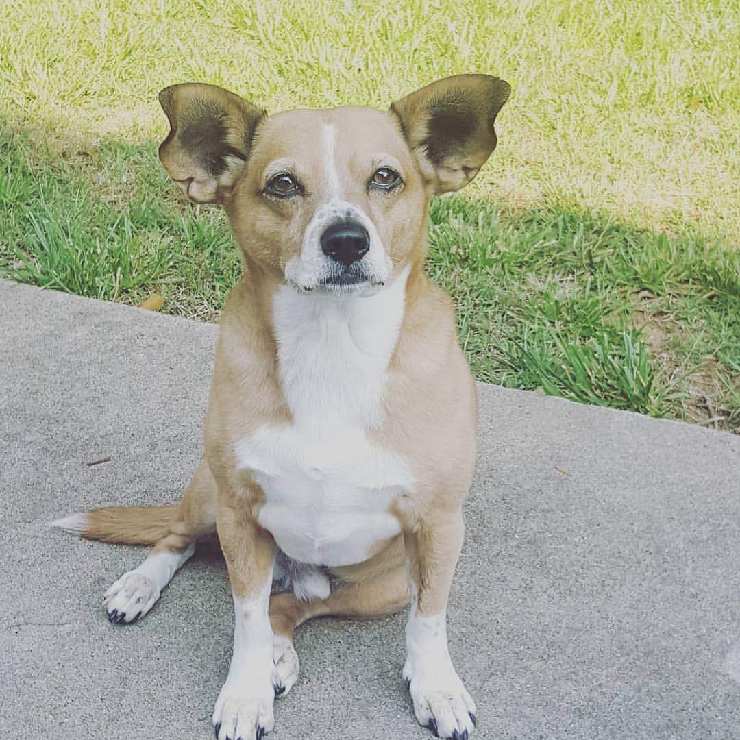 KatiAuton's tweet photo. @BethMooreLPM The morning I had to say goodbye to this little fella, I made an entire lb of bacon and fed him every last bite while I held him. He was so loyal. https://t.co/on6nOissOQ