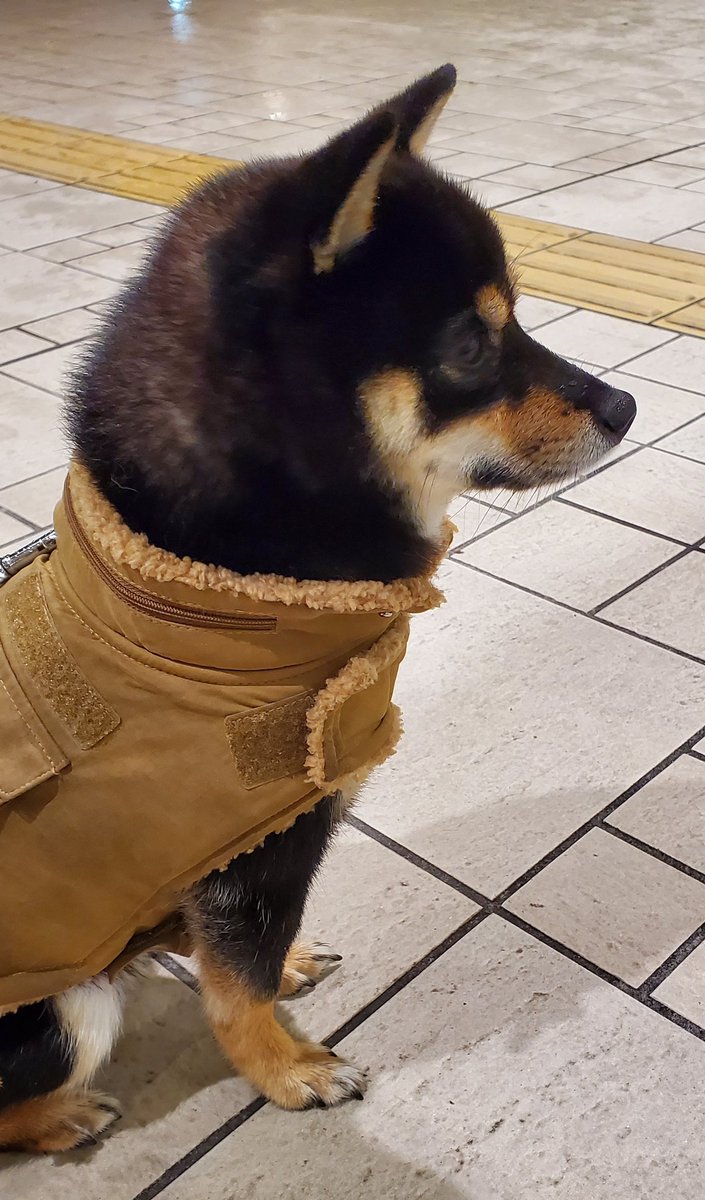 スーパーの入口で いい子で待ってて偉いね 通りすがりの人に褒めてもらった柴犬だが 違うんです Togetter