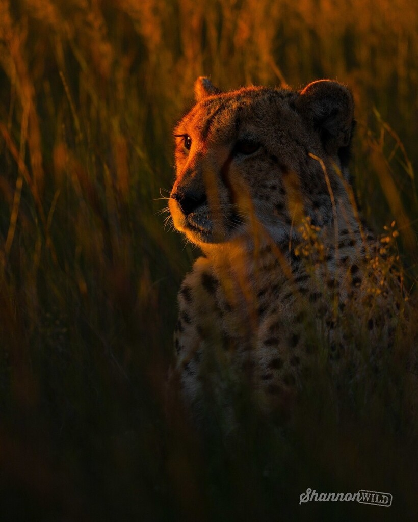 shannon__wild's tweet photo. 'GOLDEN'
A cheetah watches the sun set over the horizon as she's bathed in the last hint of light.
Available as a print - link in bio
https://t.co/jEFu1C316s
Sony a9 + 150-500mm
1/125sec f5 ISO400
#shannonwild #cheetah #southafrica #africa #bigcats #animalsultans #exclusi… https://t.co/NoI946WG6v