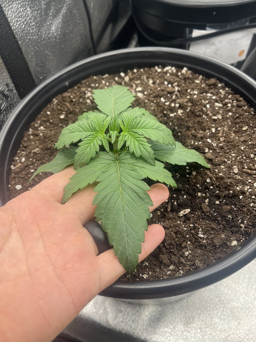 PushnPhosphorus's tweet photo. Day 10 Twisted Trees Autoflowers: Twisted menagerie F3s in @coastofmaineorg organic stonington.
Very impressed with the leaf size at this point.
#marijuana #Cannabis #pot #OnlyAutoFlowers #AutoFlowersForever #organic #CannabisCommunity #coastofmaine #wakenbake #WeedLovers https://t.co/rR5IFQheLx