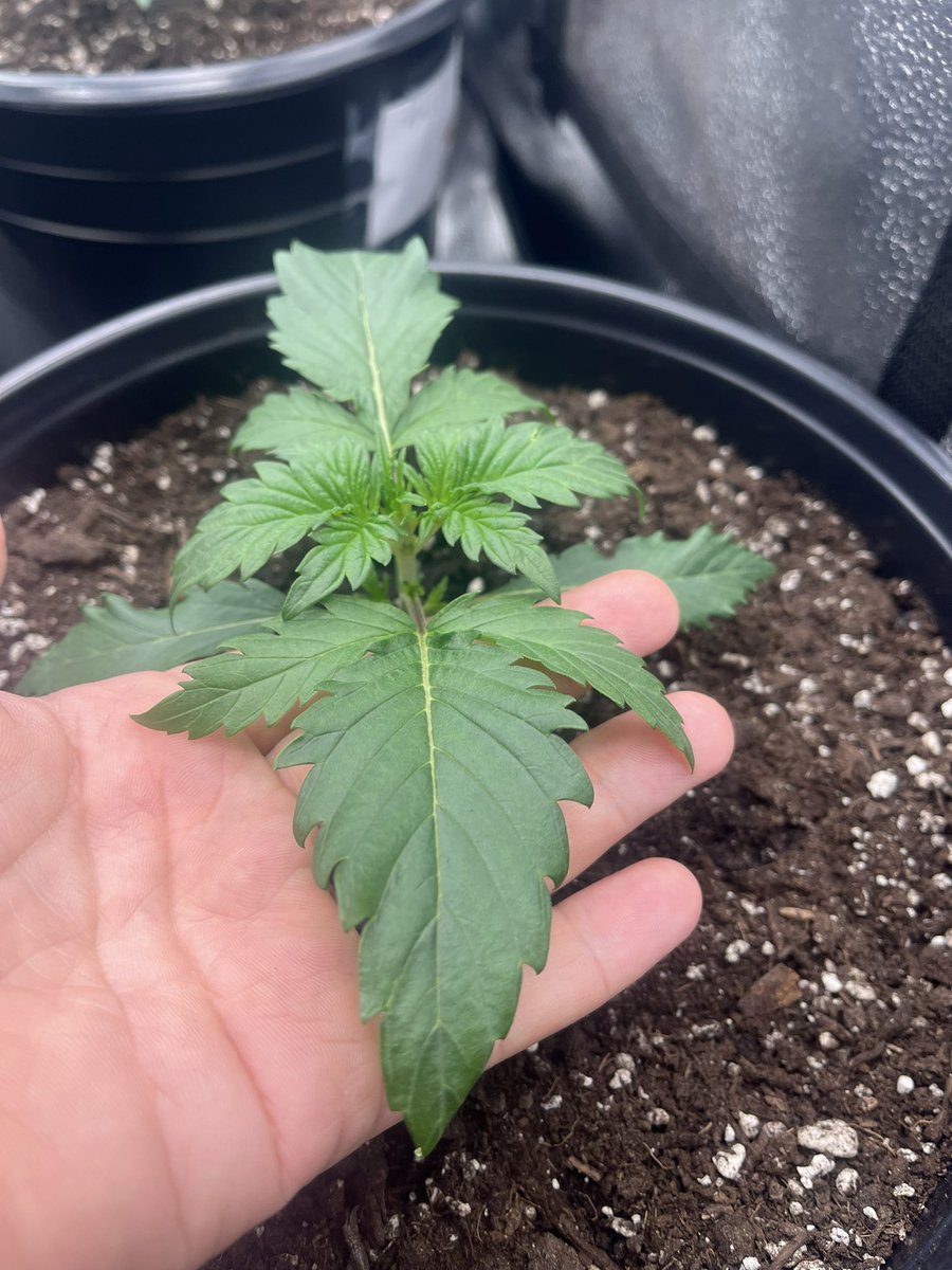 PushnPhosphorus's tweet photo. Day 10 Twisted Trees Autoflowers: Twisted menagerie F3s in @coastofmaineorg organic stonington.
Very impressed with the leaf size at this point.
#marijuana #Cannabis #pot #OnlyAutoFlowers #AutoFlowersForever #organic #CannabisCommunity #coastofmaine #wakenbake #WeedLovers https://t.co/rR5IFQheLx