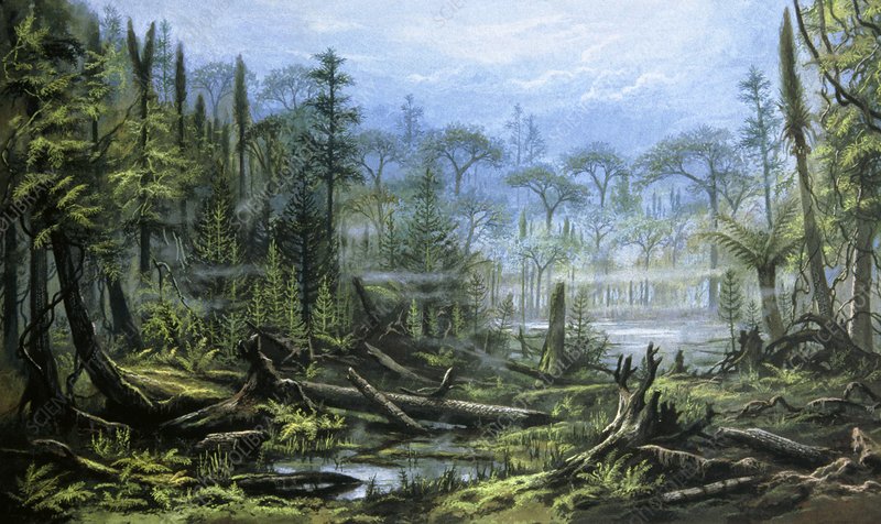 AlienNextDoor's tweet photo. The Common Horsetail: from giant tree to little plant #evolution #equisetum #ecology #plantevolution #calamites #paleozoicera #coalforest #carboniferous #forest https://t.co/pwBDA6Ok7R https://t.co/5h7JtoGT4l