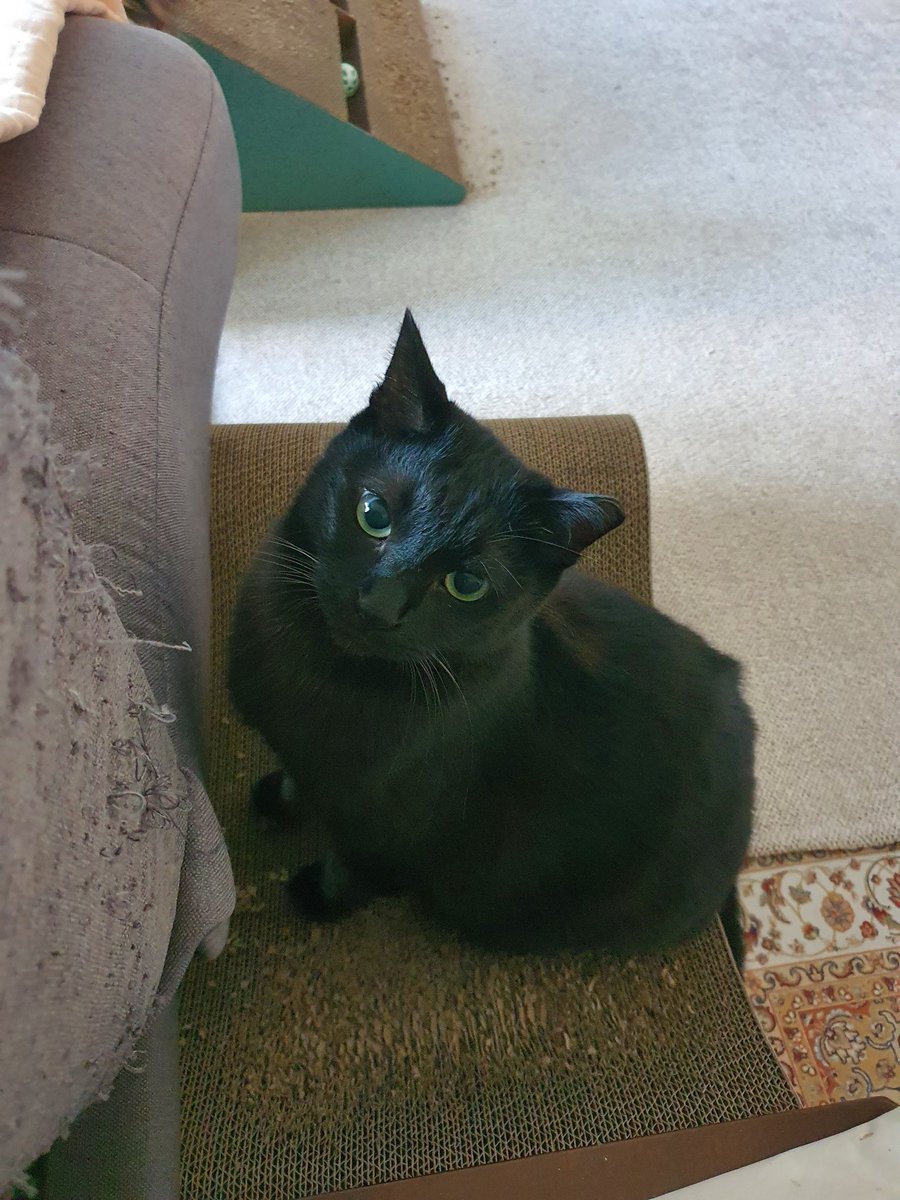 찰리는 잘있습니다.....그렇지못한 쇼파상태