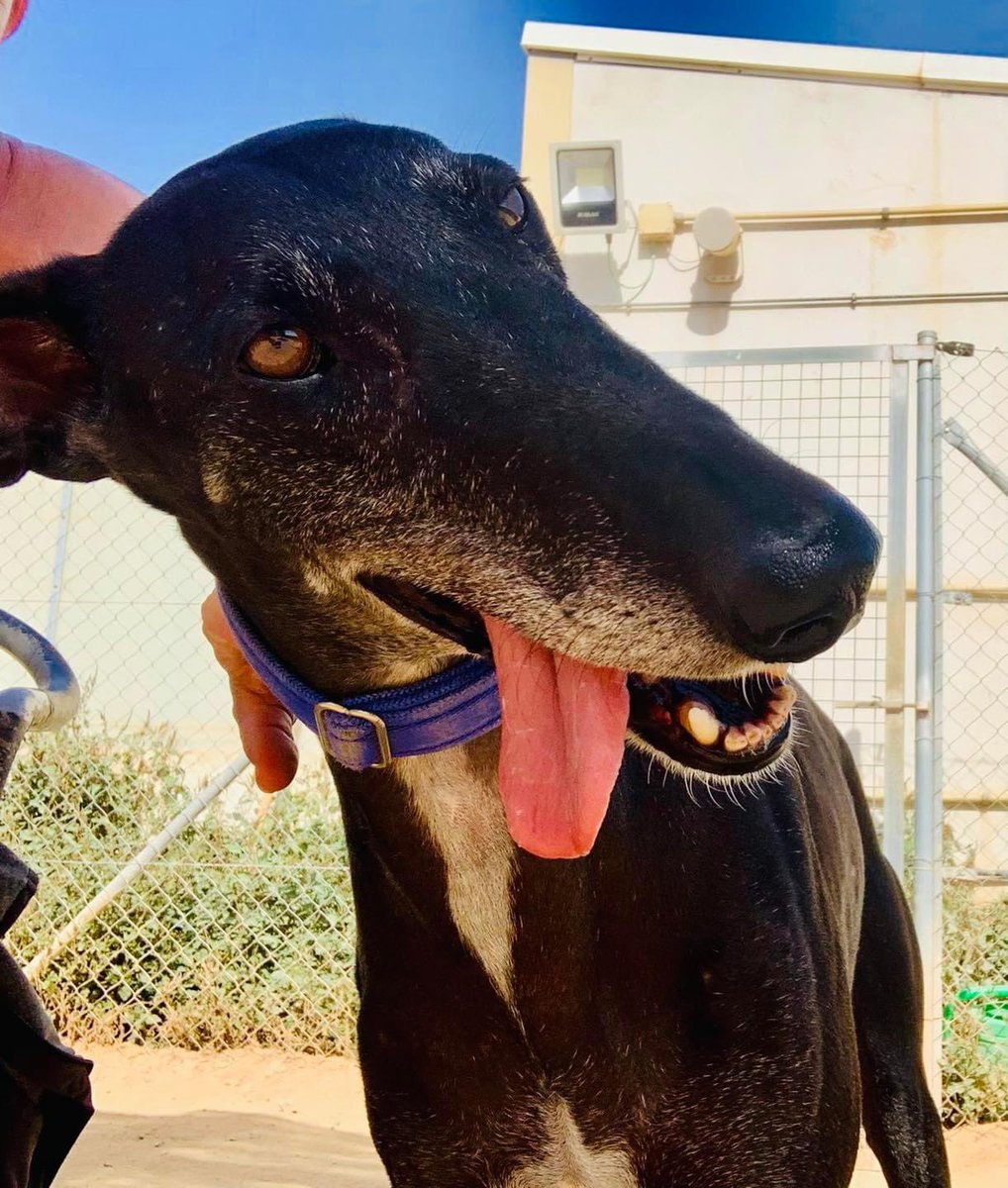 Meet Bracket❤️big stunning black Galgo that loses his tongue when he gets neck scratches. Walks beautifully on a lead, isn’t reactive in the kennels &amp; engages really nicely with people. 7yrs old &amp; needs snapping up for a new home. Plz share &amp; help the sweet life happen? 🙏🏻❤️