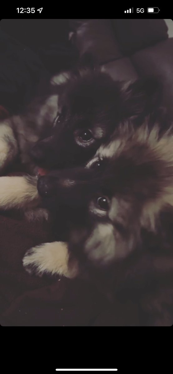 I’m a dog mom to two fur babies! #keeshond