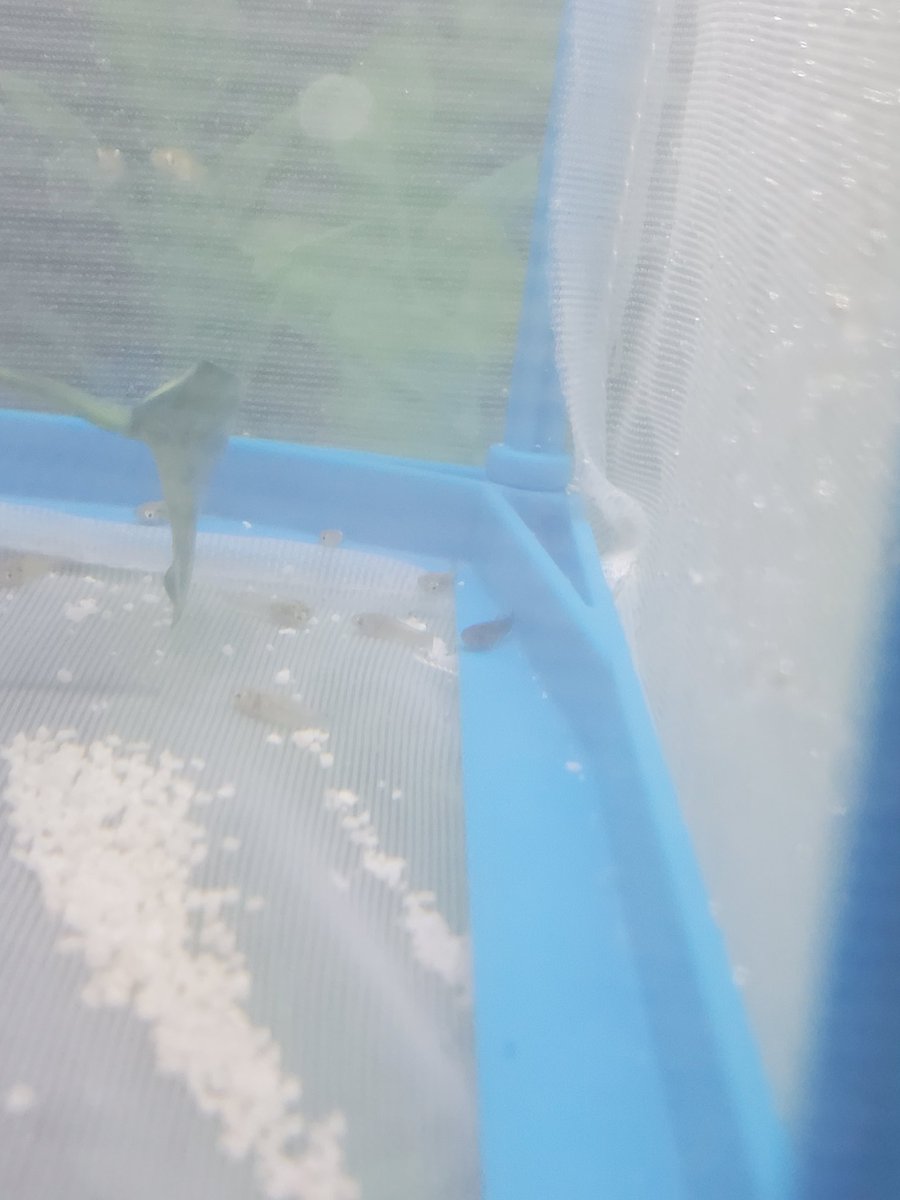 CFHS Aquatics tweet media