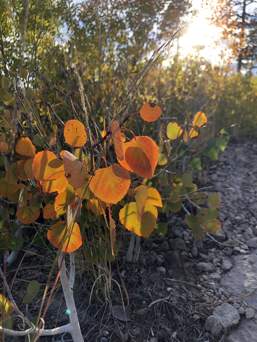 digitalkg's tweet photo. Fall is creeping down the Jemez mountains. https://t.co/bloEZ2giEQ