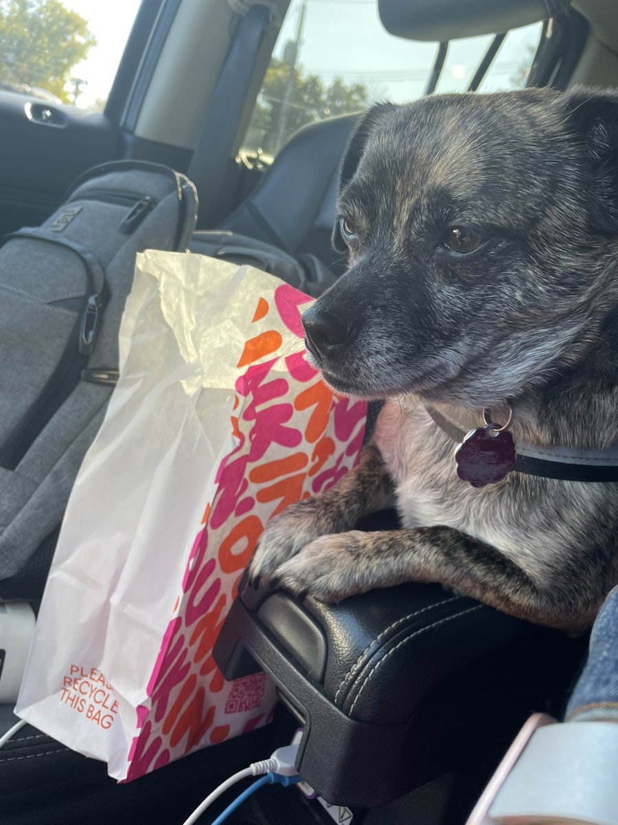 BeingFrankle's tweet photo. Iโm the co pilot today. Got my snacks. #capecodbound #dogs #dogsonvacation #dd #dunkindonuts #irunondunkin https://t.co/ZibfEl7lQ2