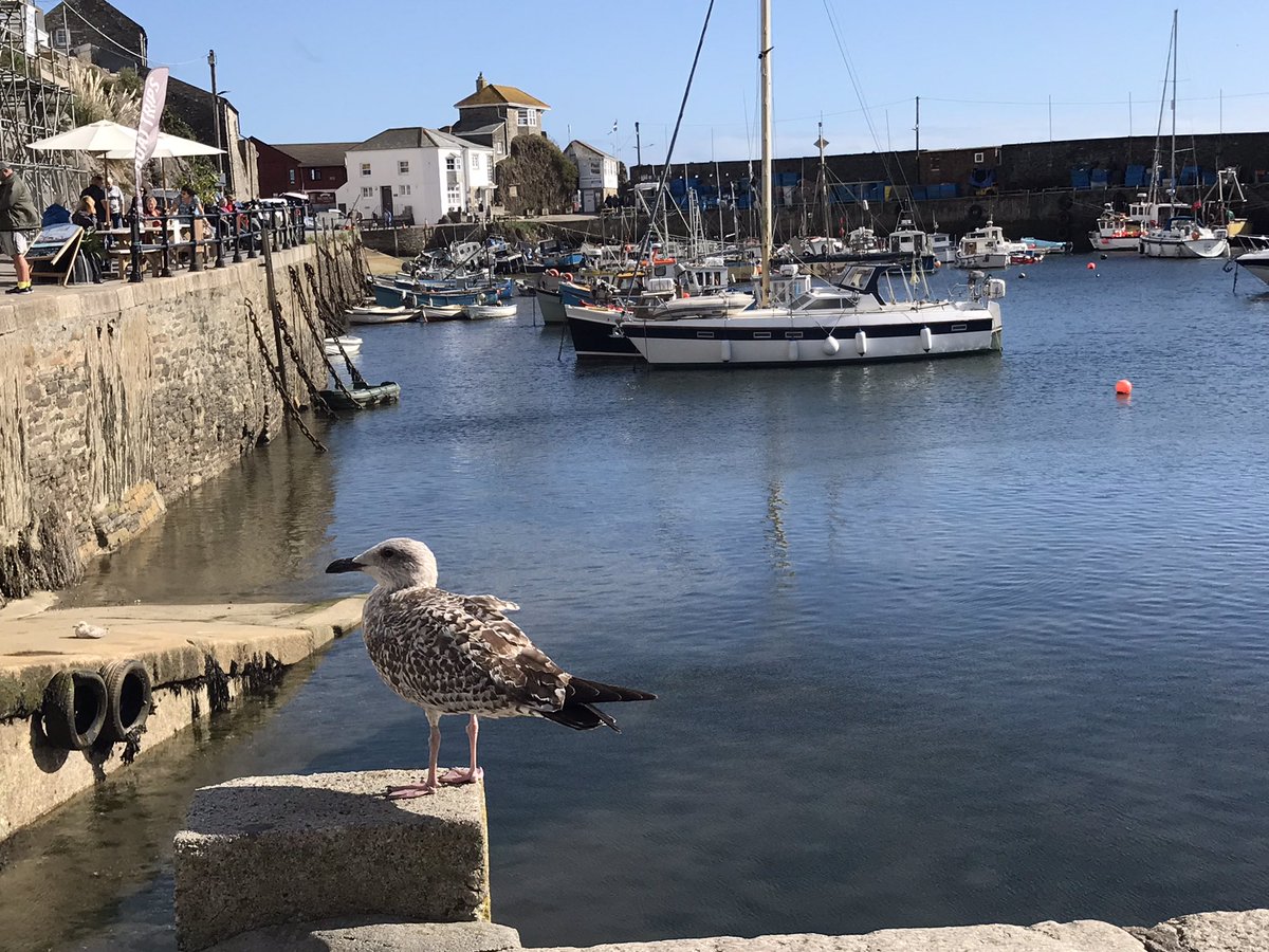 RaymentWriter's tweet photo. Morning! Beautiful autumnal sunshine in the harbour this afternoon. #Mevagissy #Cornwall #autumn2022 #sunshine https://t.co/Y4CQMdz9wU