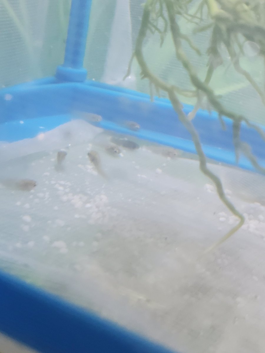 CFHS Aquatics tweet media