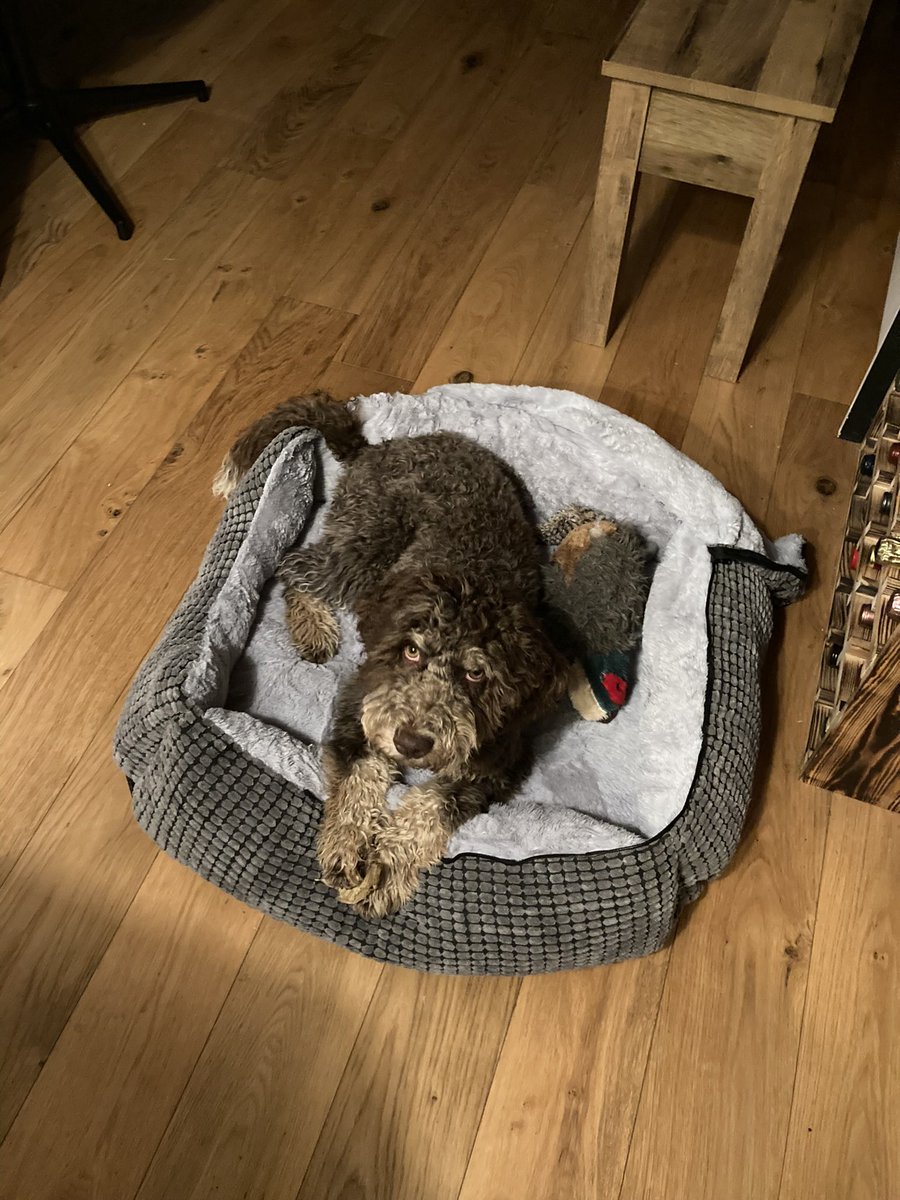 jopockett's tweet photo. @BrewDog Meet Elsie the Lagotto - loves a beer https://t.co/9xJqHXSIzK