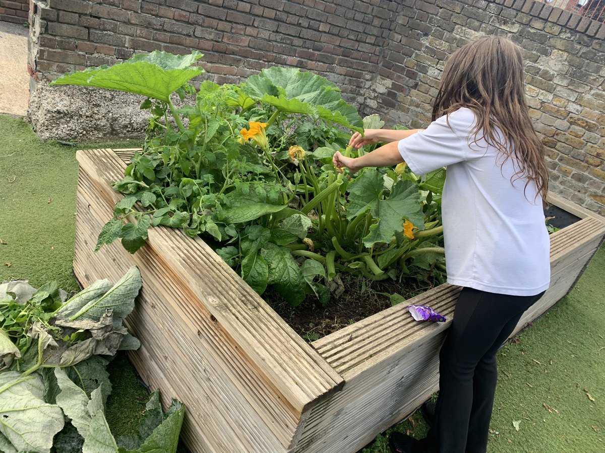 Harvesting the last of our tomatoes to take home and ripen on a sunny windowsill🍅 🌞 #WHGardeningClub