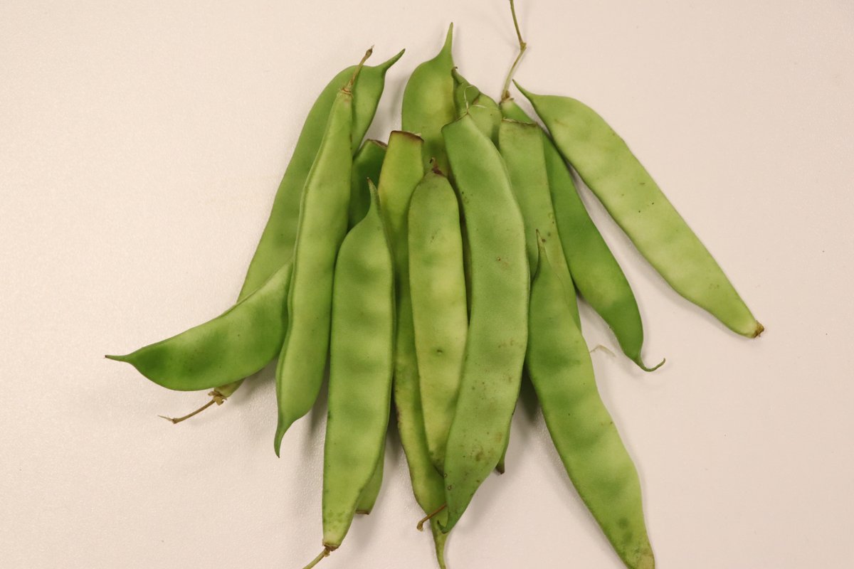 ATA TOHUMLARI BAHÇESİNDEN SOFRALARA
bbv.org.tr/haberler/ata-t…
#bbv #organiktarım #atatohumu #bolu #şerafettinerbayramatatohumlarıbahçesi #gelecek #fasulye